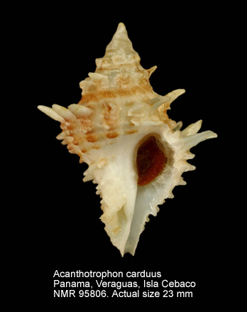 Acanthotrophon carduus.jpg - Acanthotrophon carduus (Broderip,1833)
